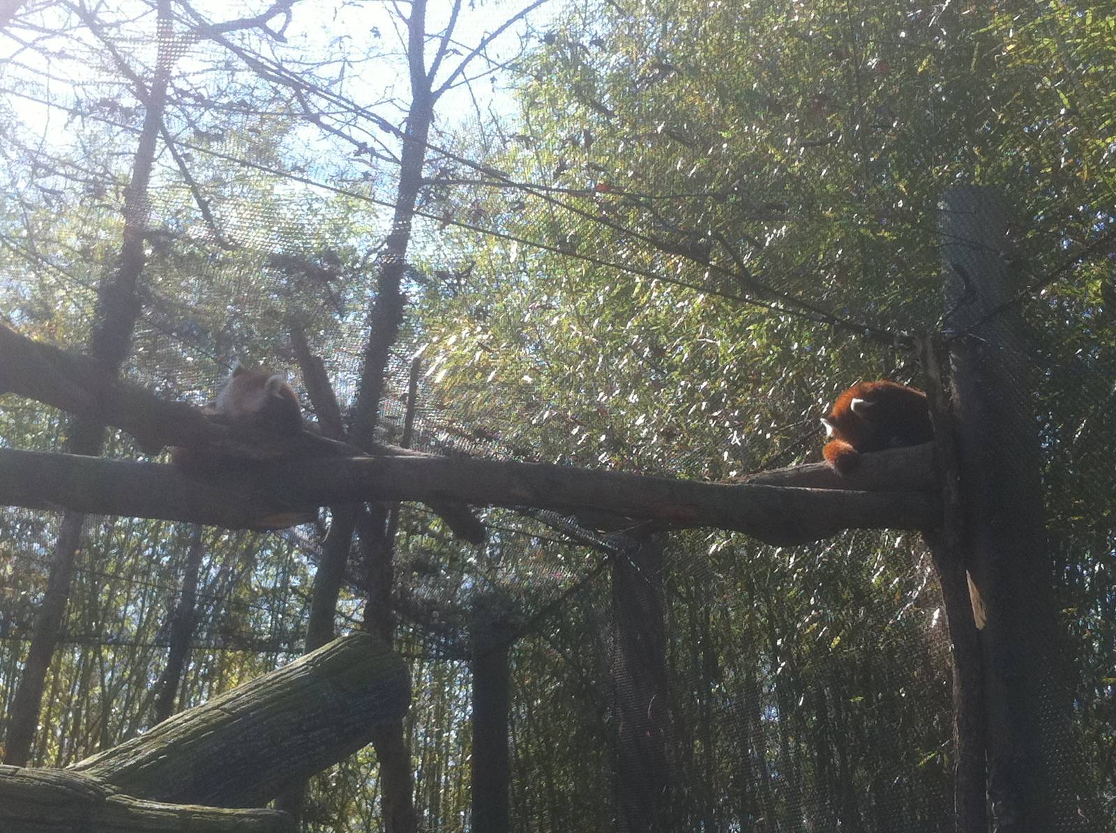 4/2/2013 - Red Panda Exhibit #1