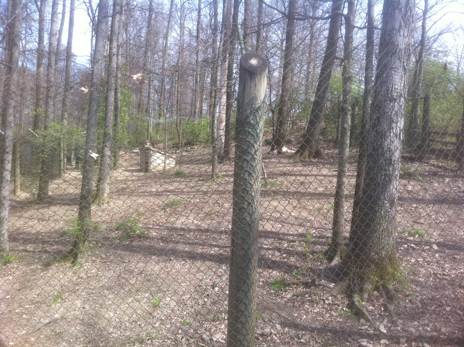 4/2/2013 - Red Wolf Exhibit