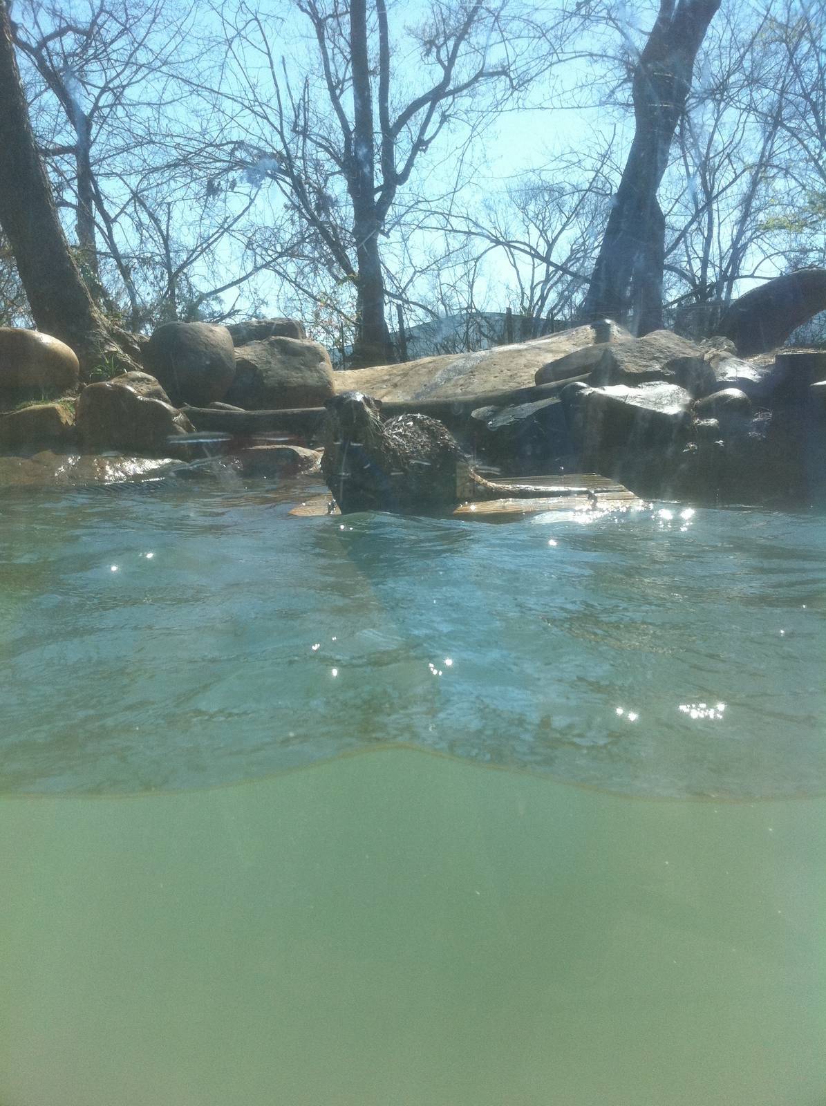 4/2/2013 - River Otter Exhibit