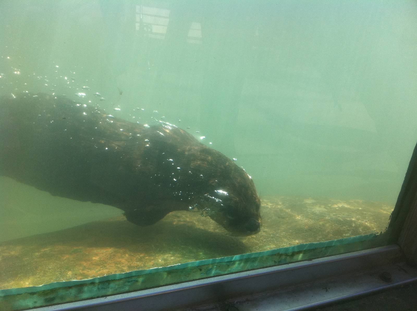 4/2/2013 - River Otter Underwater
