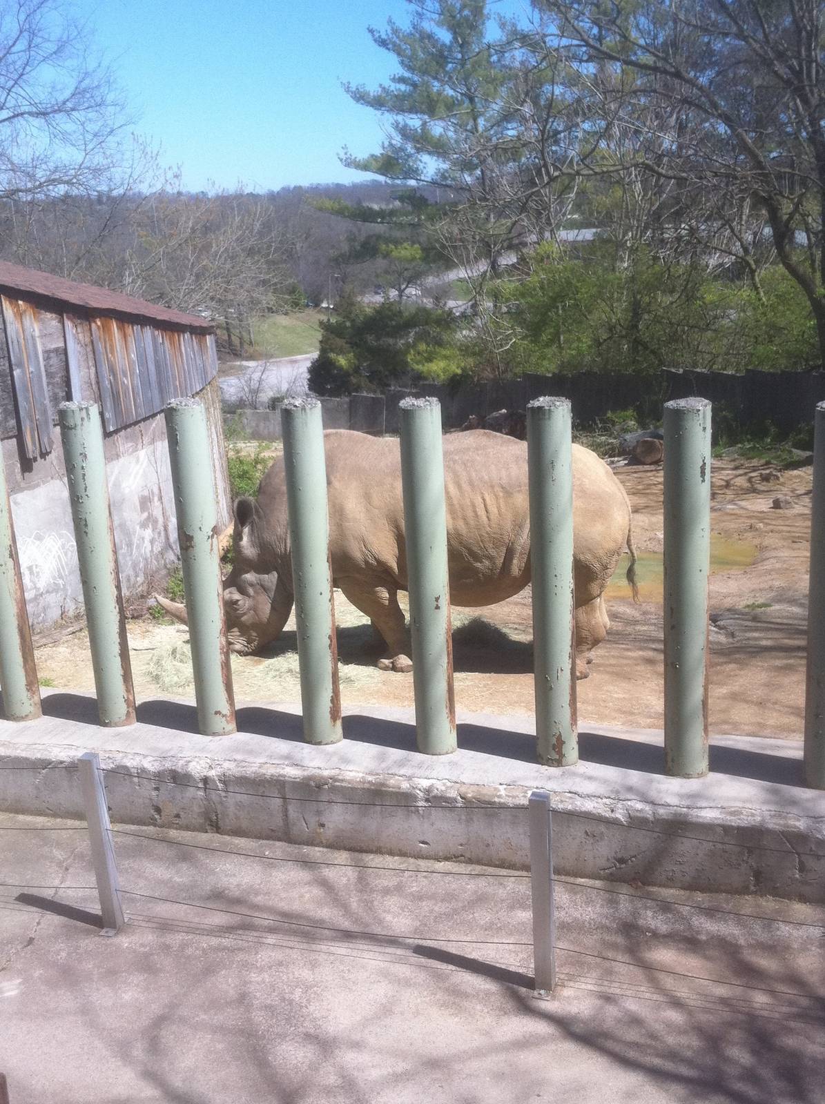 4/2/2013 - Smaller White Rhino Exhibit
