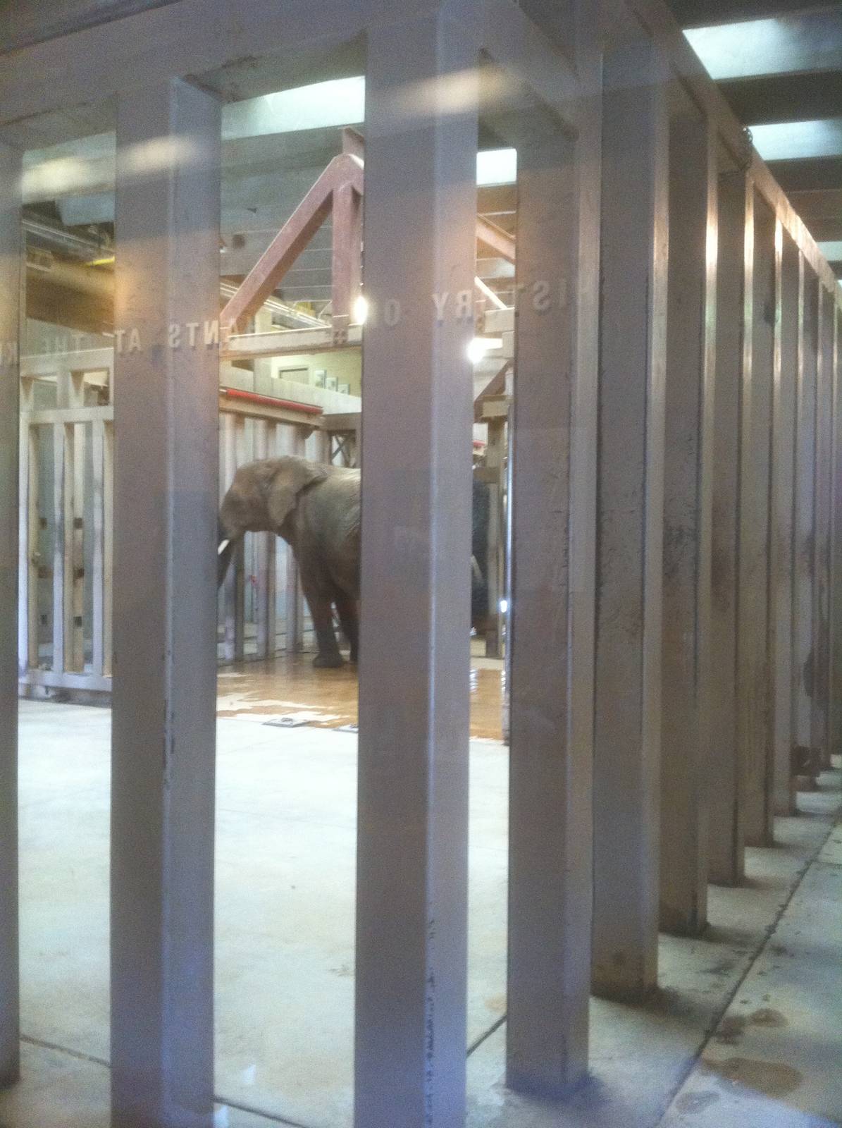 4/2/2013 - Stokely African Elephant Preserve - Indoor Elephant Pen