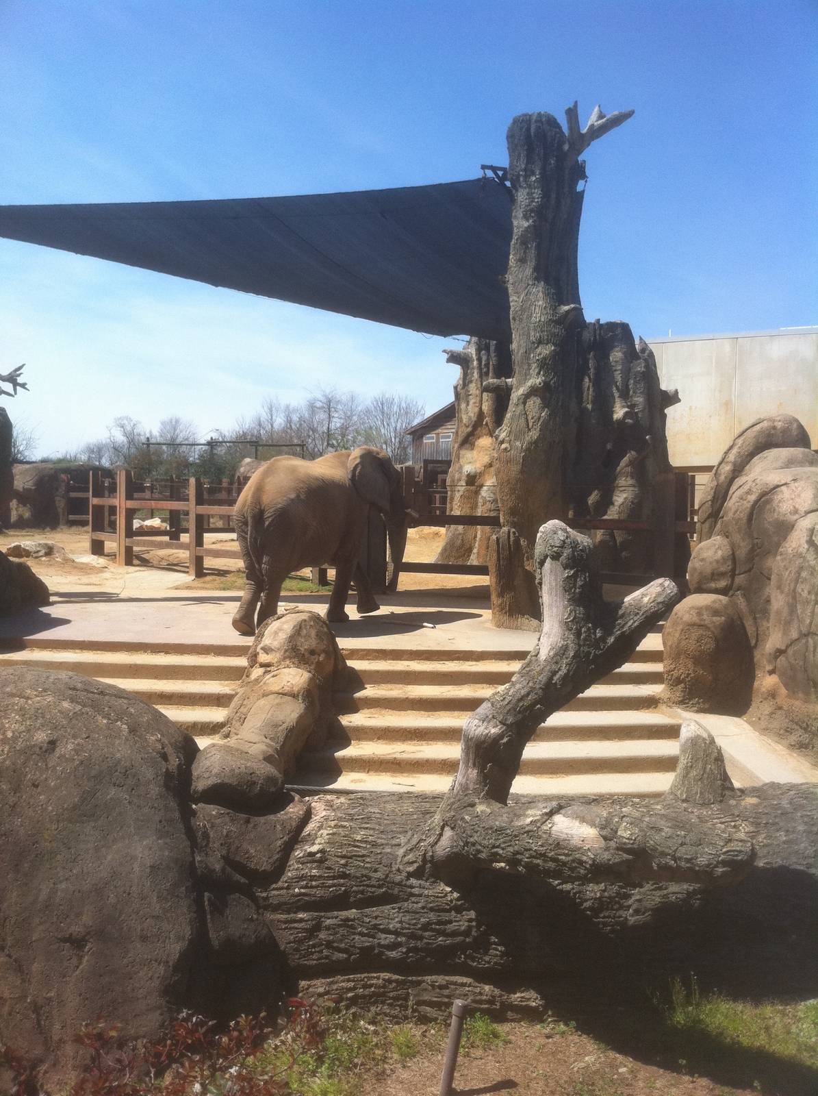 4/2/2013 - Stokely African Elephant Preserve