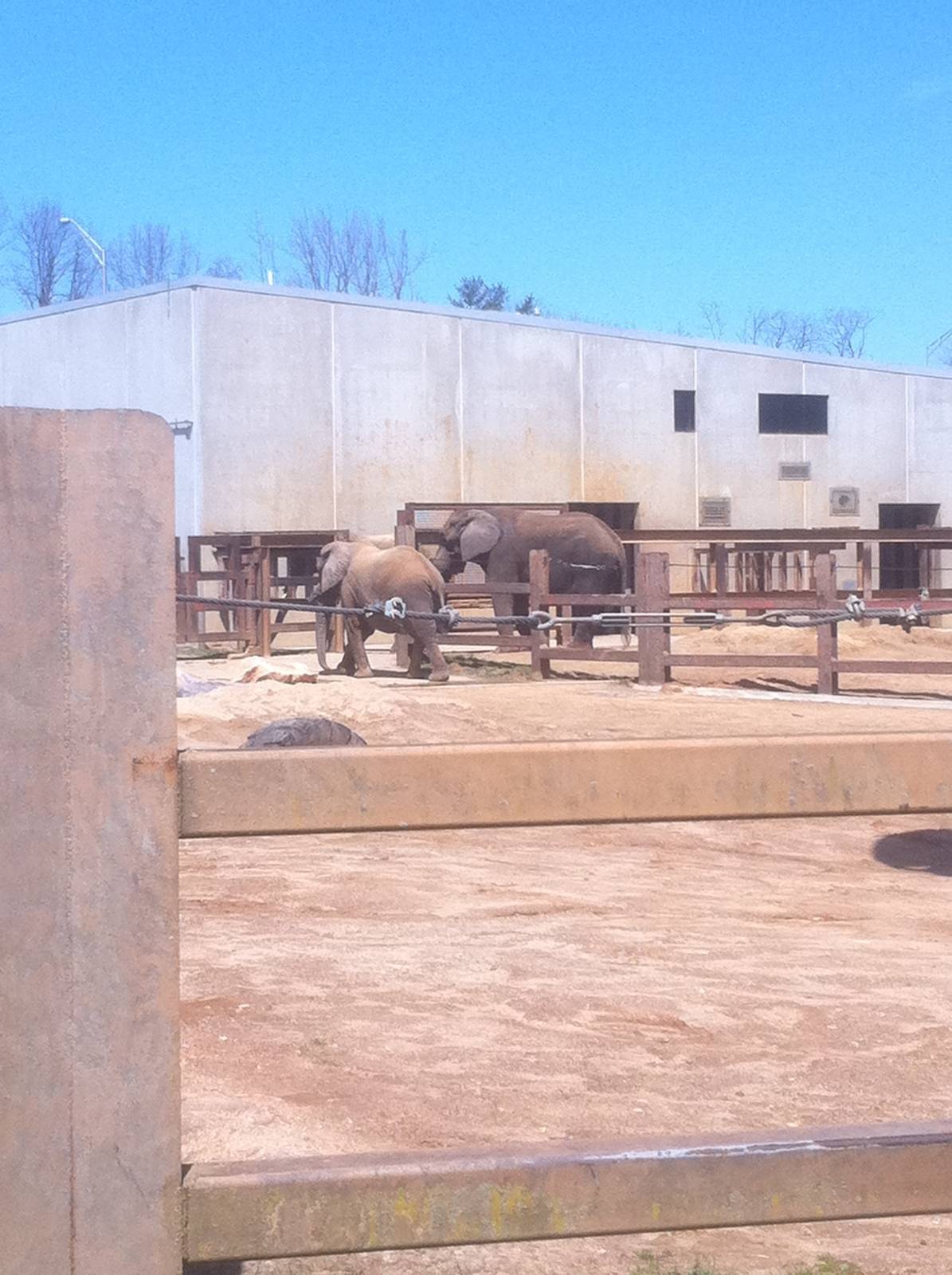 4/2/2013 - Stokely African Elephant Preserve
