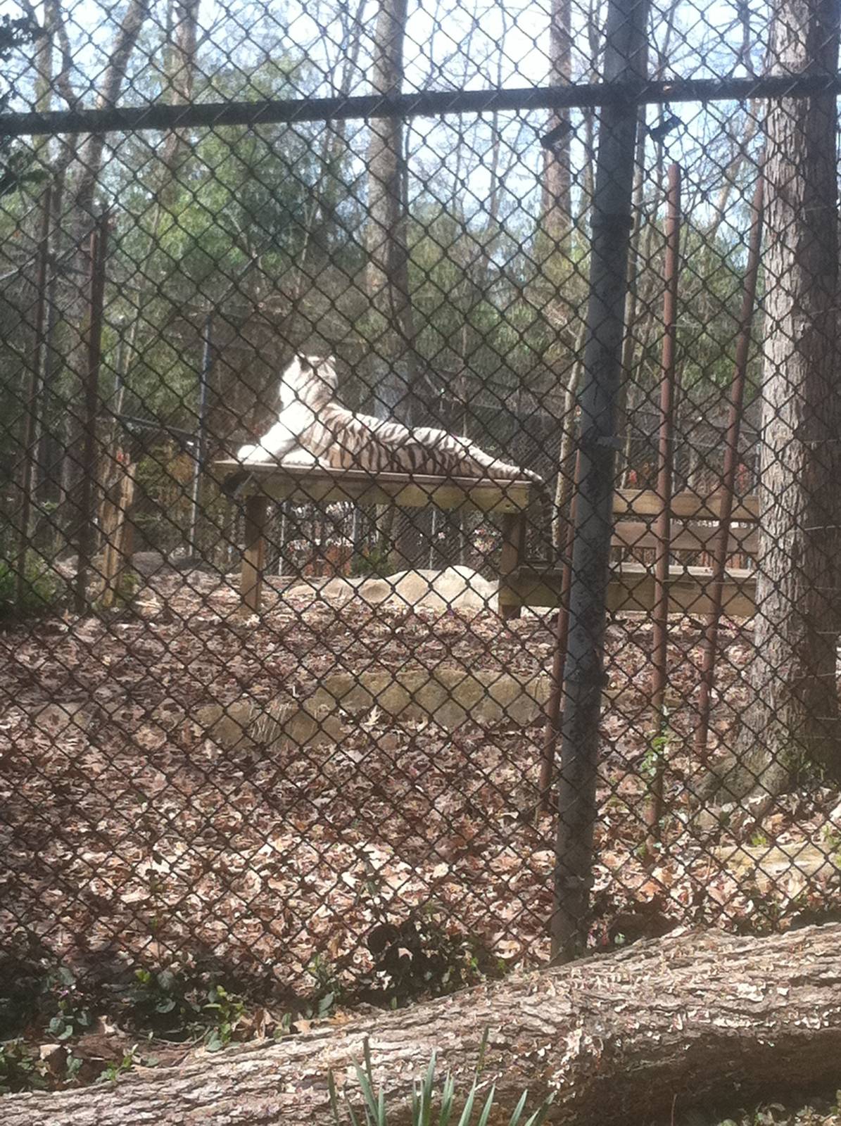 4/2/2013 - White Bengal Tiger Exhibit