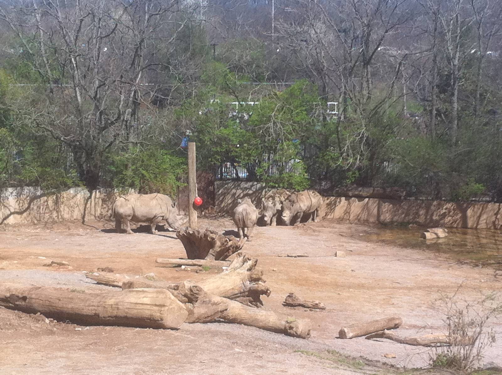 4/2/2013 - White Rhino Exhibit