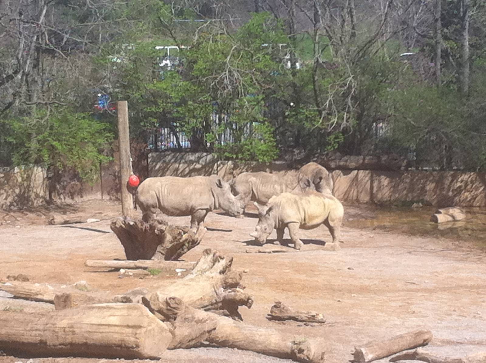 4/2/2013 - White Rhinos