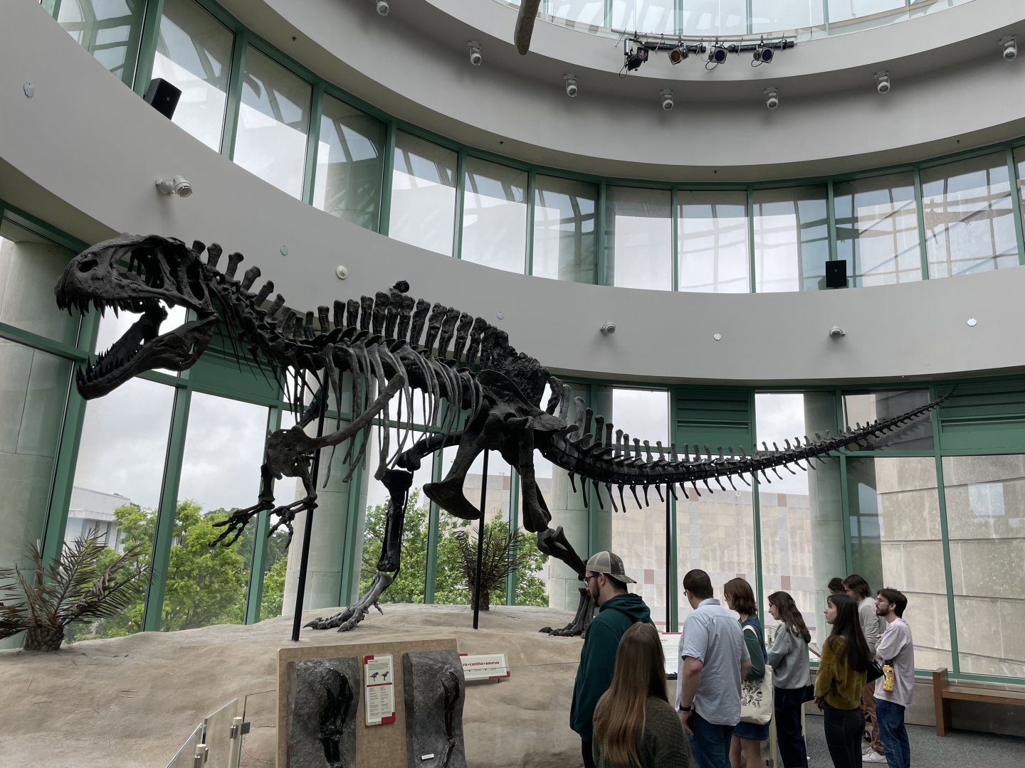 4/21/2024 - Acrocanthosaurus atokensis skeleton cast