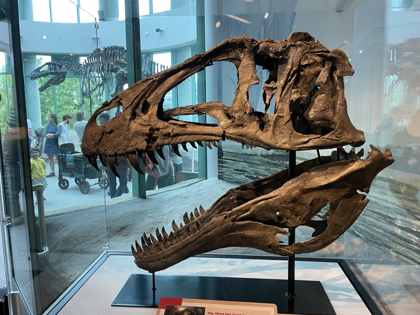 4/21/2024 - Acrocanthosaurus atokensis skull