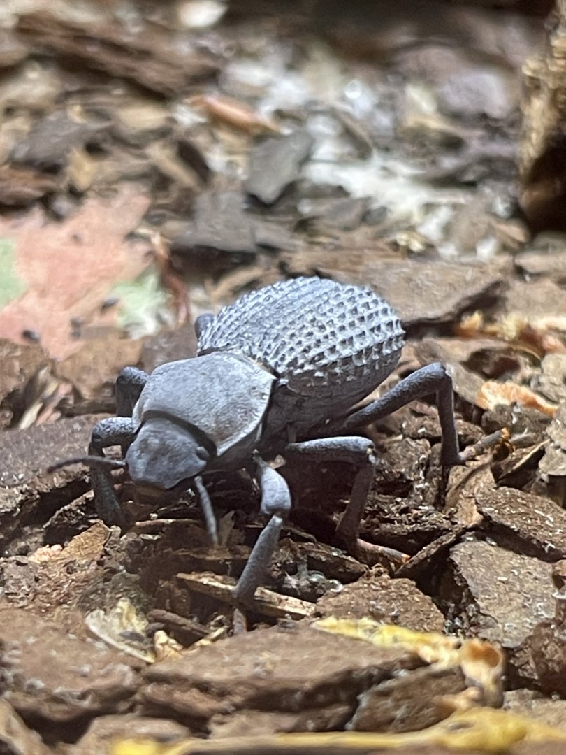 4/21/2024 - Blue Death Feigning Beetle