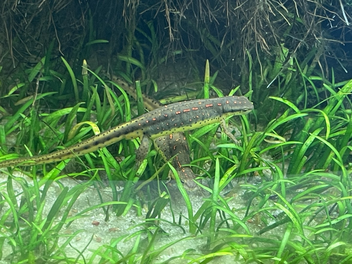 4/21/2024 - Broken-Stripe Newt