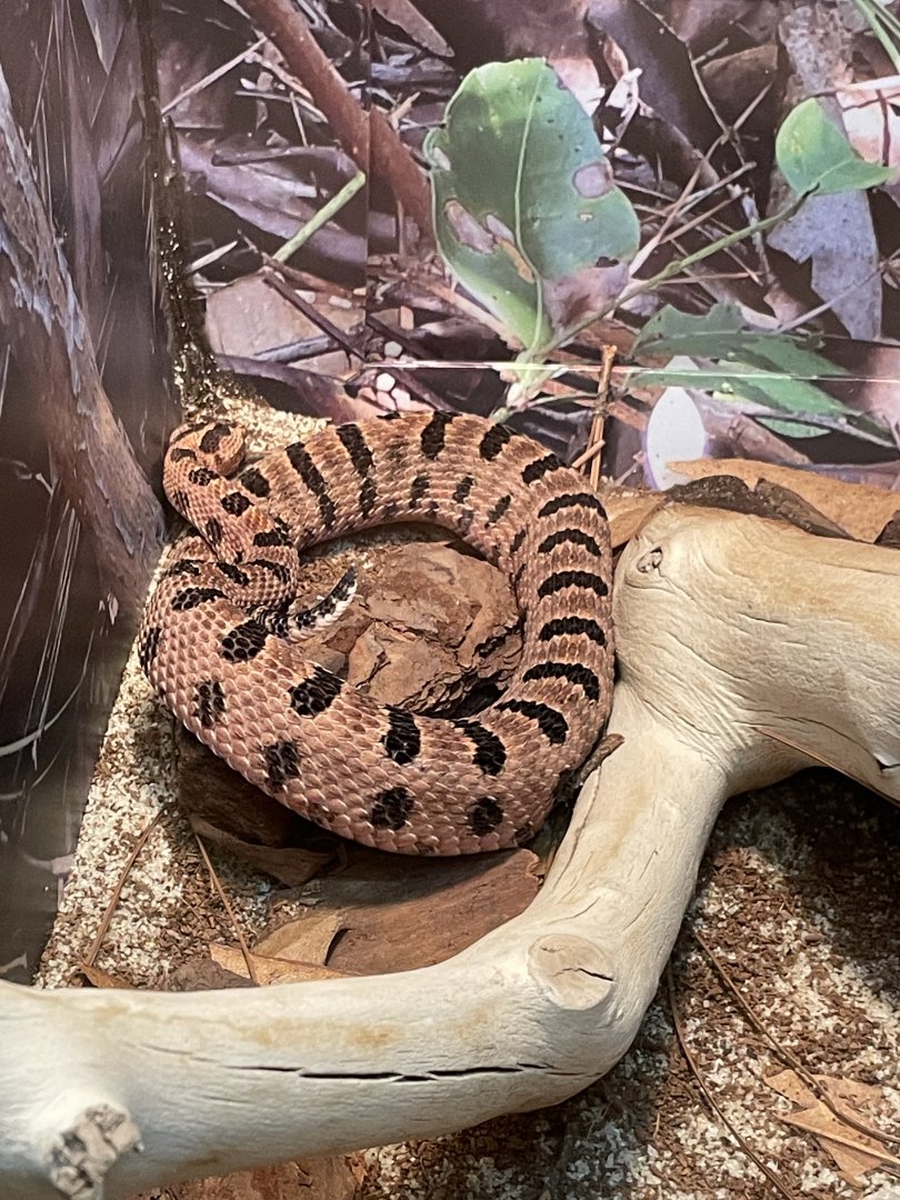 4/21/2024 - Carolina Pygmy Rattlesnakes
