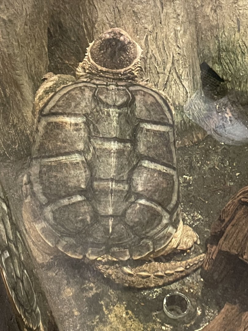 4/21/2024 - Common Snapping Turtle