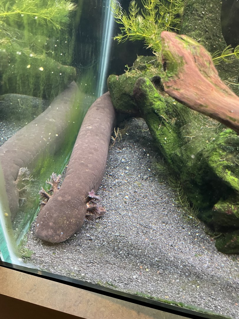 4/21/2024 - Greater Siren