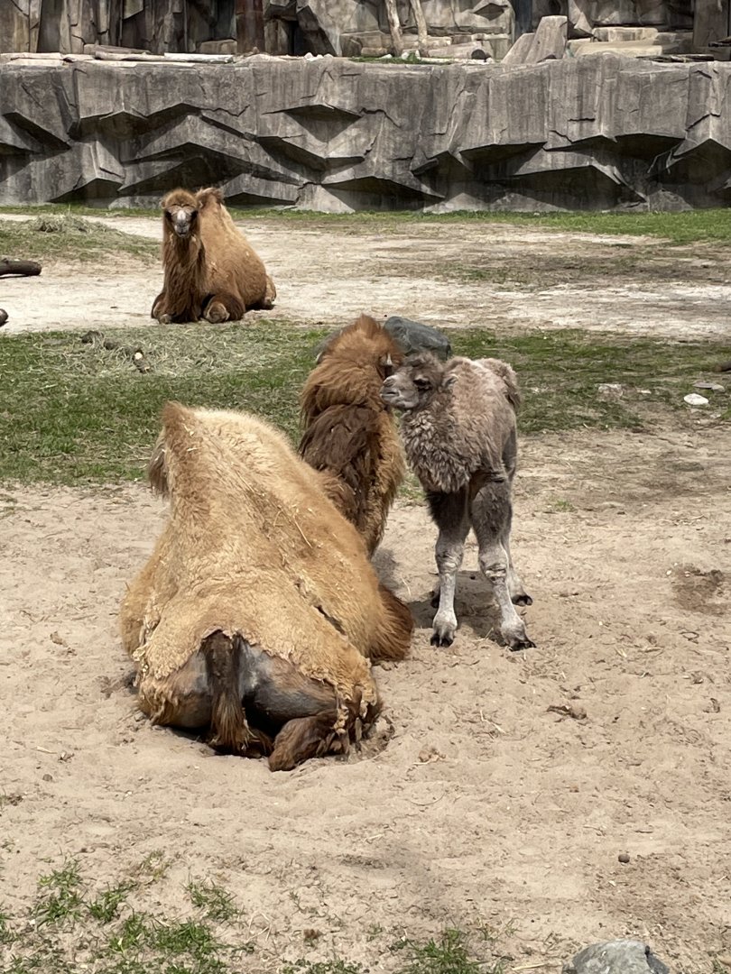 4/27/2025 - Mom and Calf