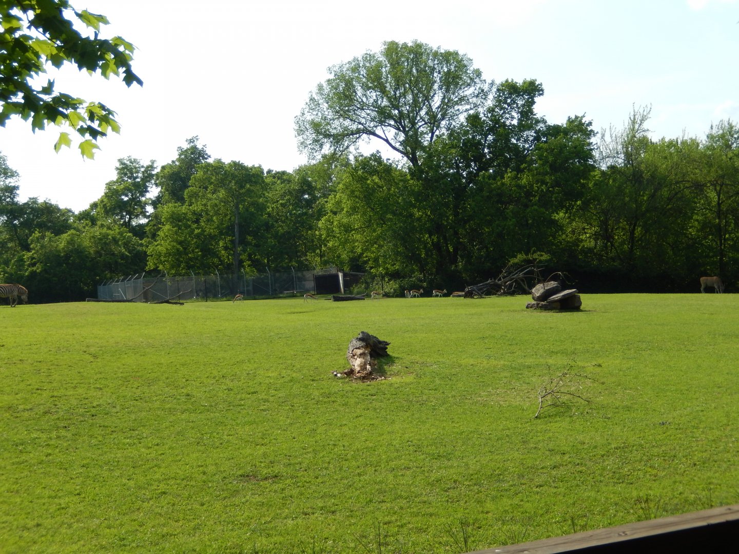 4/29/2017 - African Plains Habitat (Right Half)