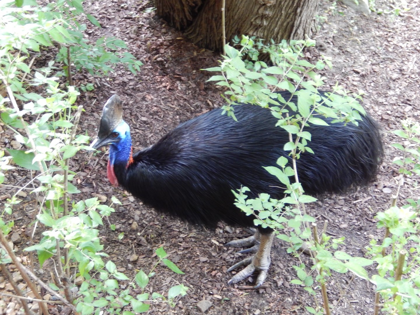 4/29/2017 - Cassowary