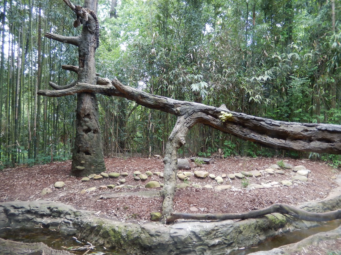 4/29/2017 - Clouded Leopard Exhibit