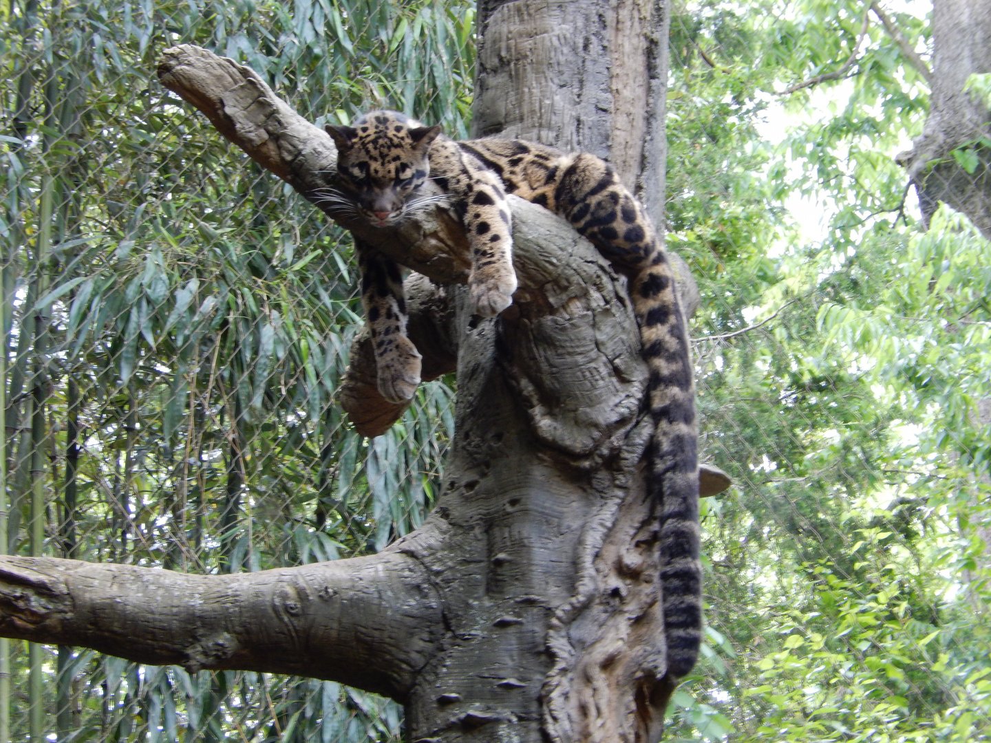 4/29/2017 - Clouded Leopard