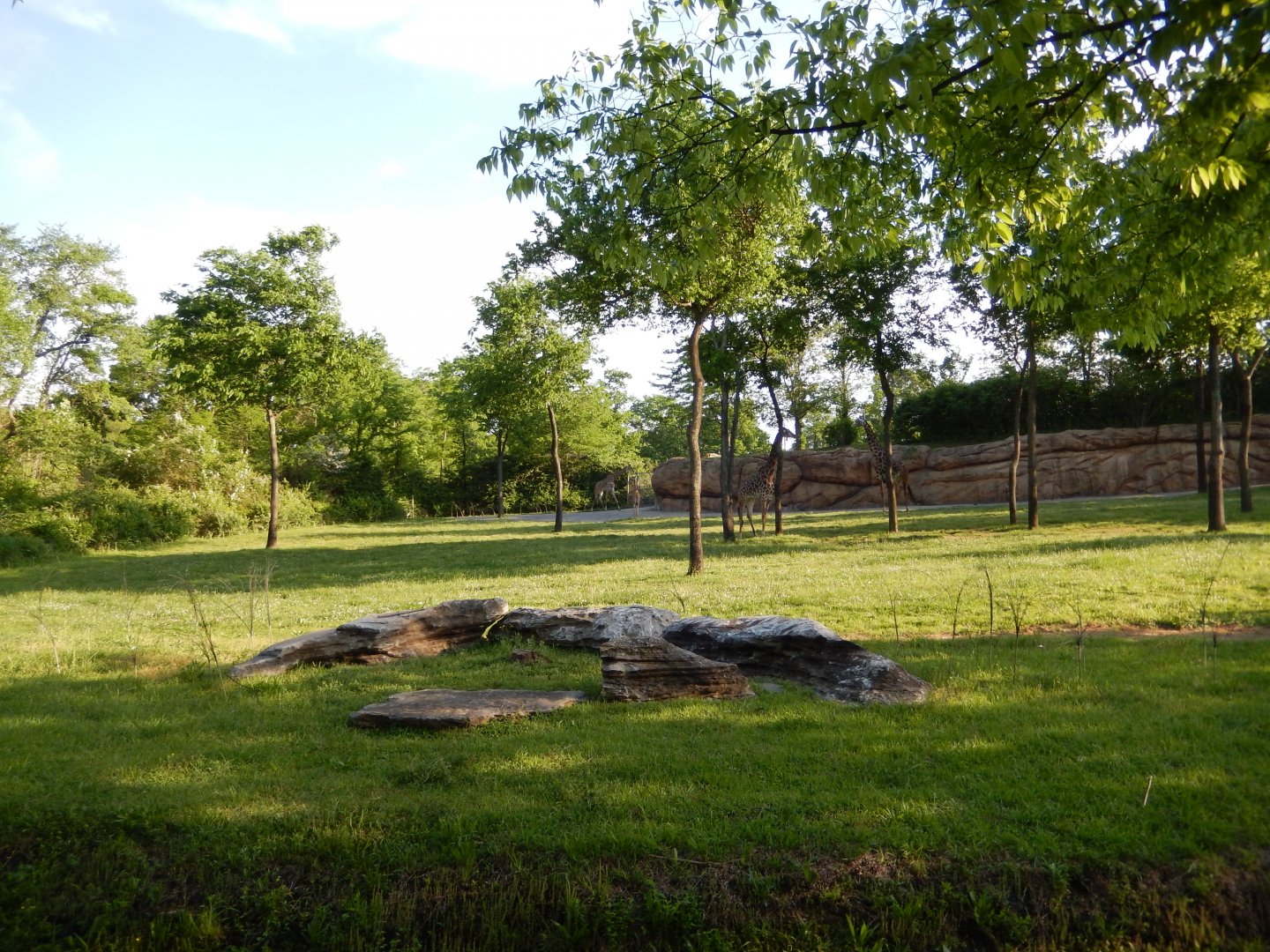 4/29/2017 - Masai Giraffe Habitat