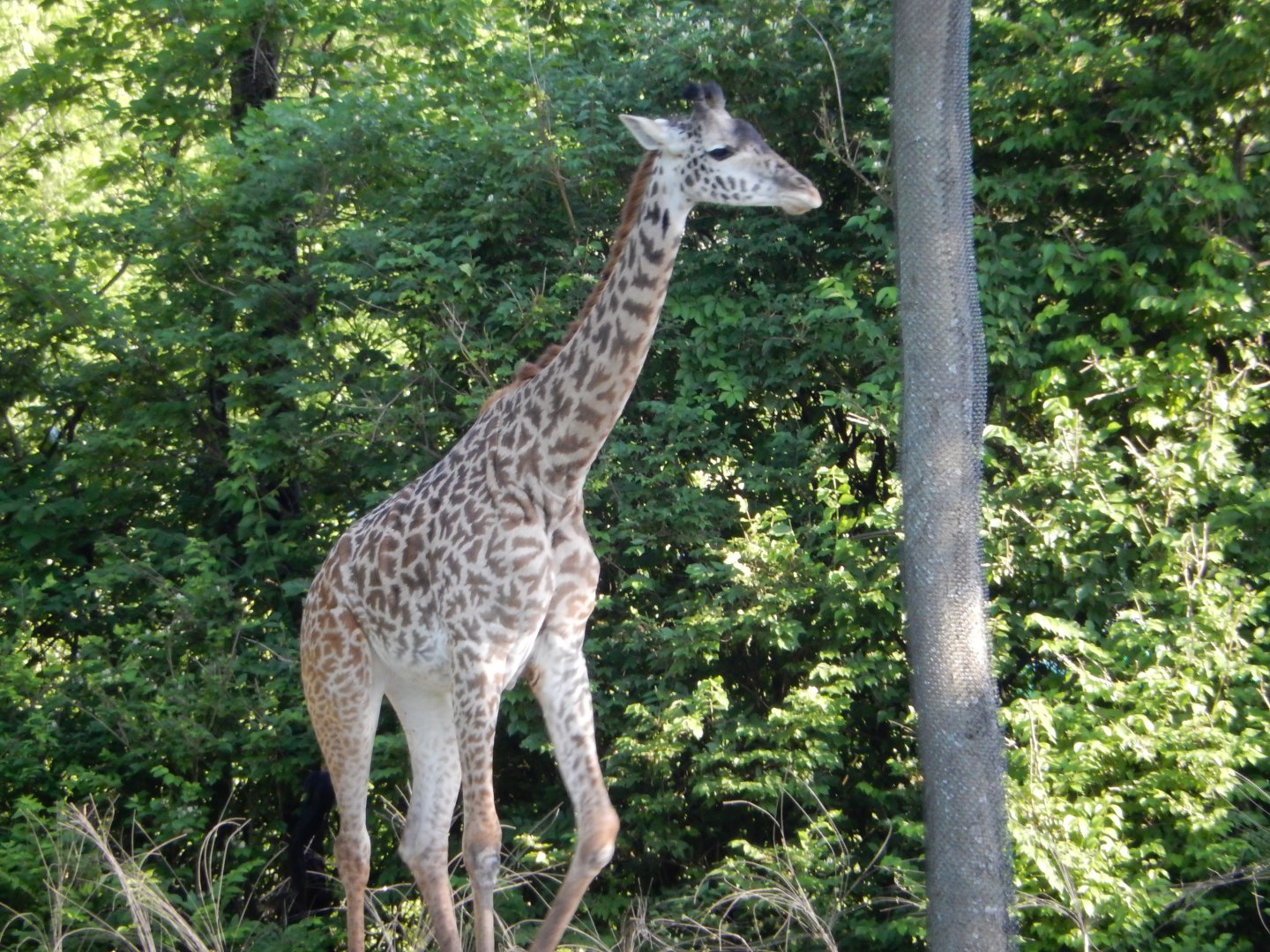 4/29/2017 - Masai Giraffe