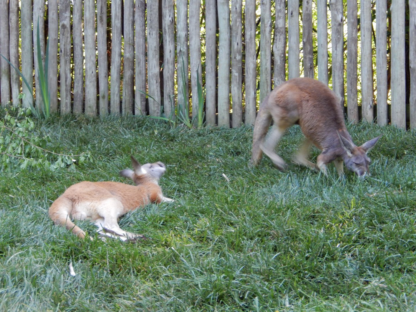 4/29/2017 - Red Kangaroos