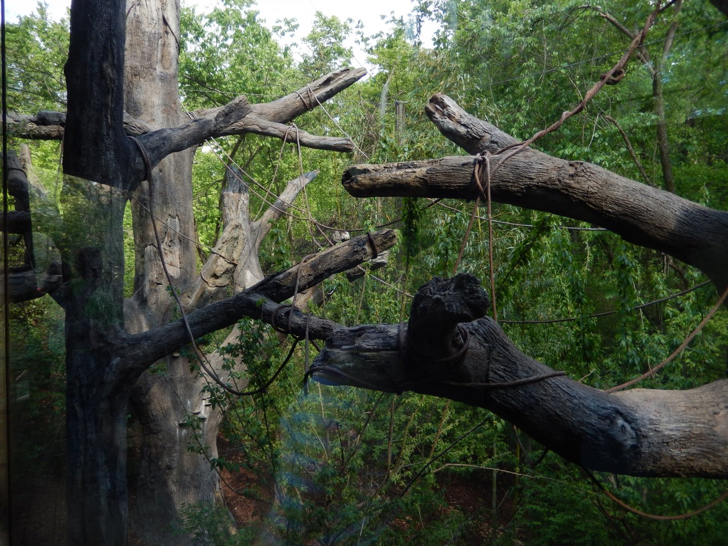 4/29/2017 - Spider Monkey Habitat