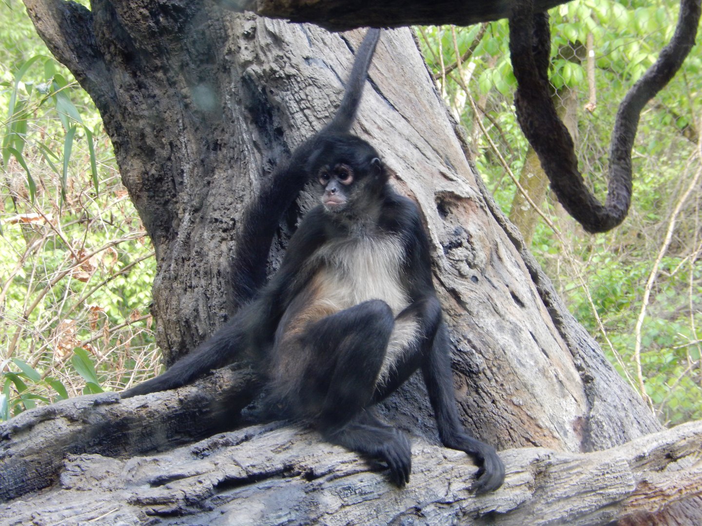 4/29/2017 - Spider Monkey