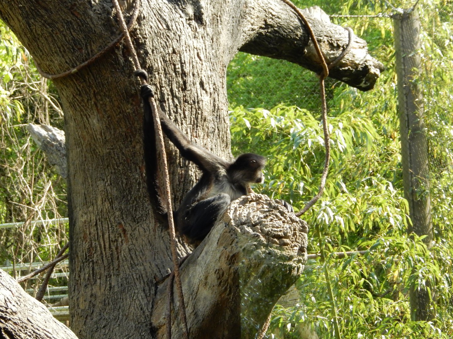 4/29/2017 - Spider Monkey