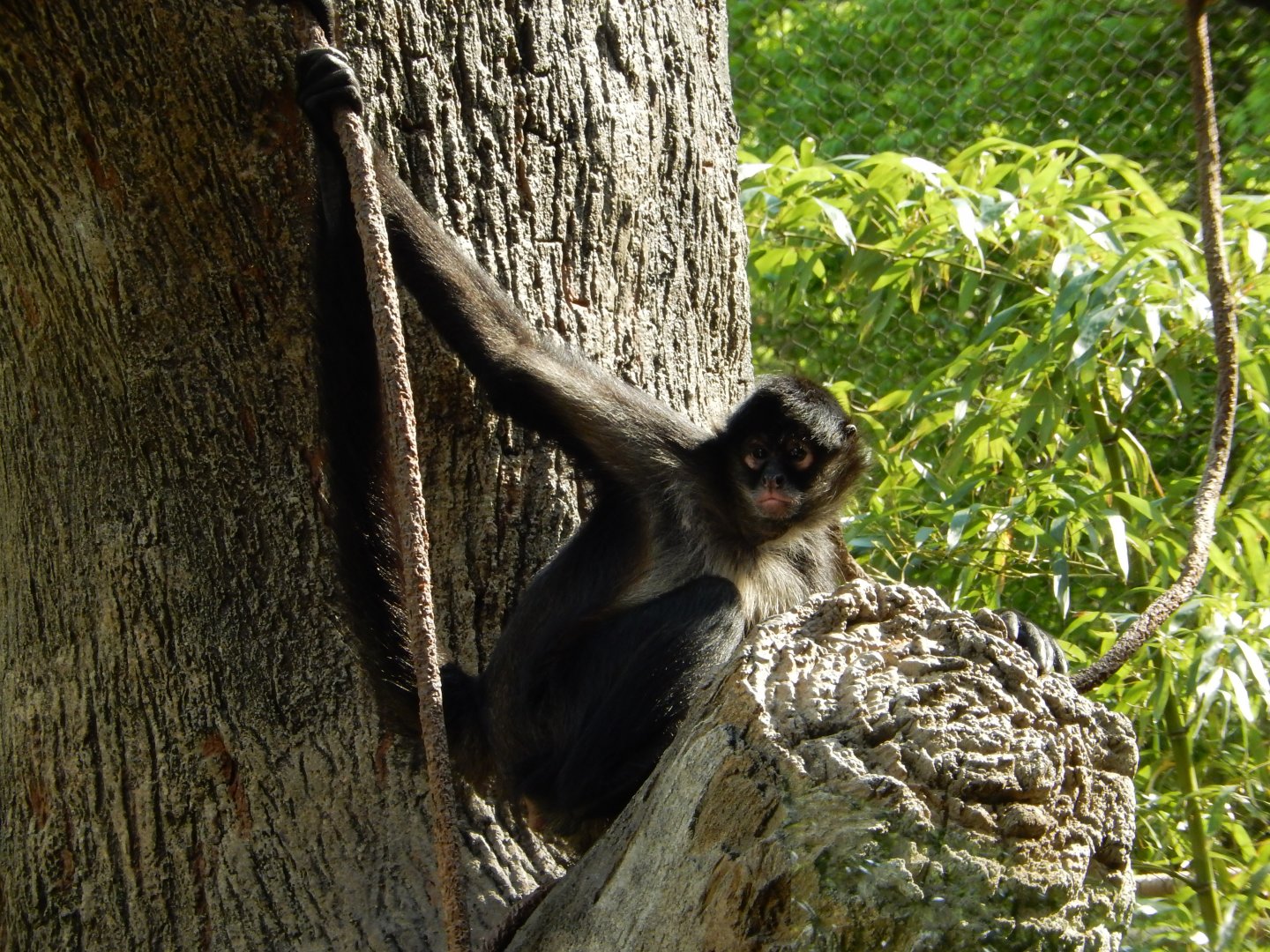 4/29/2017 - Spider Monkey