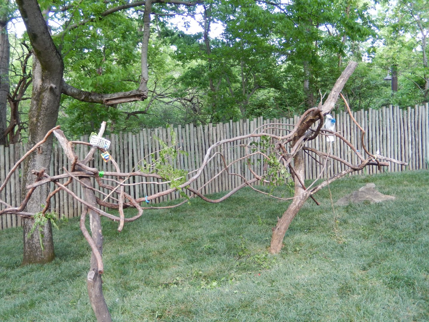 4/29/2017 - Triton Cockatoo Perches