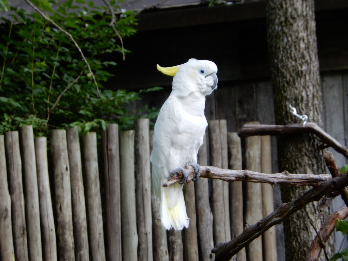 4/29/2017 - Triton Cockatoo