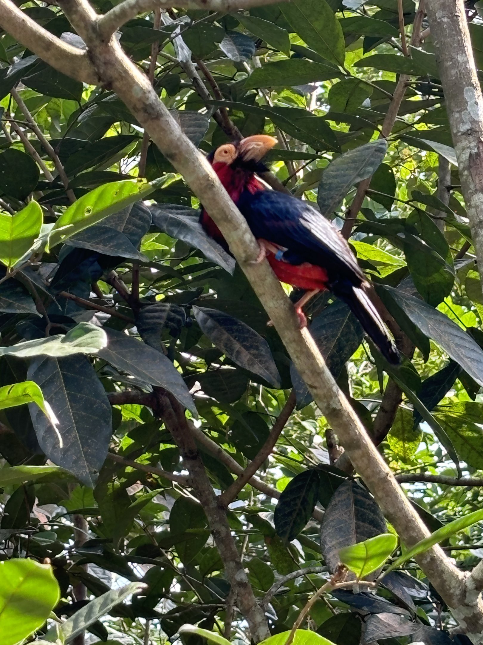 4-Acre Heart of Africa Aviary