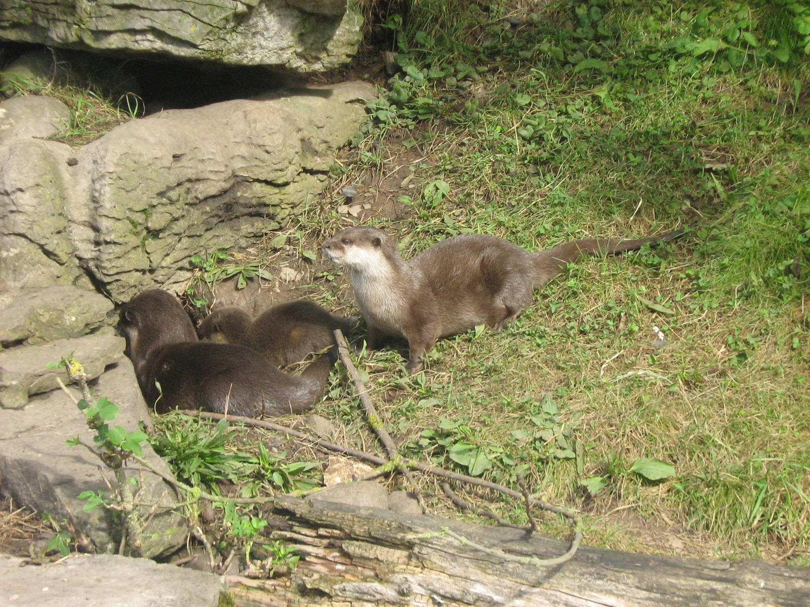 4 Asian Short Clawed Otter Pups