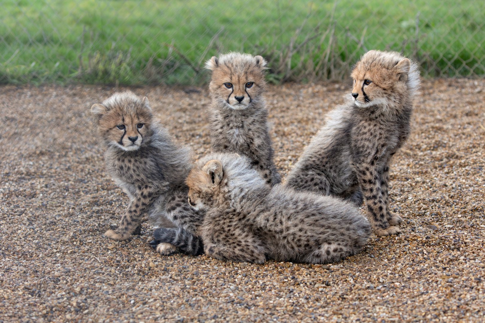 4 Cheetah Cubs / Hamerton / 3-1-24