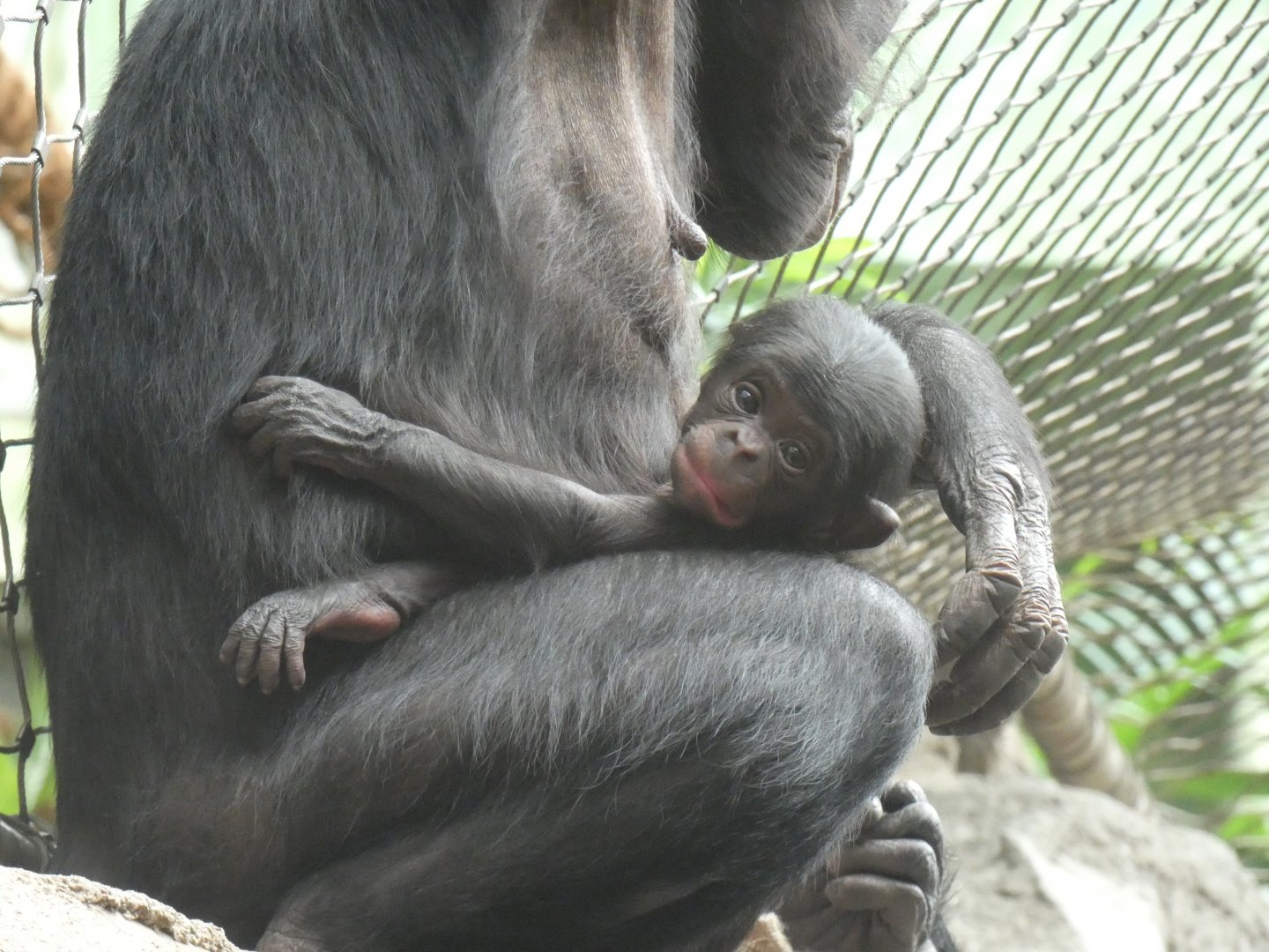 4 day old Bonobo