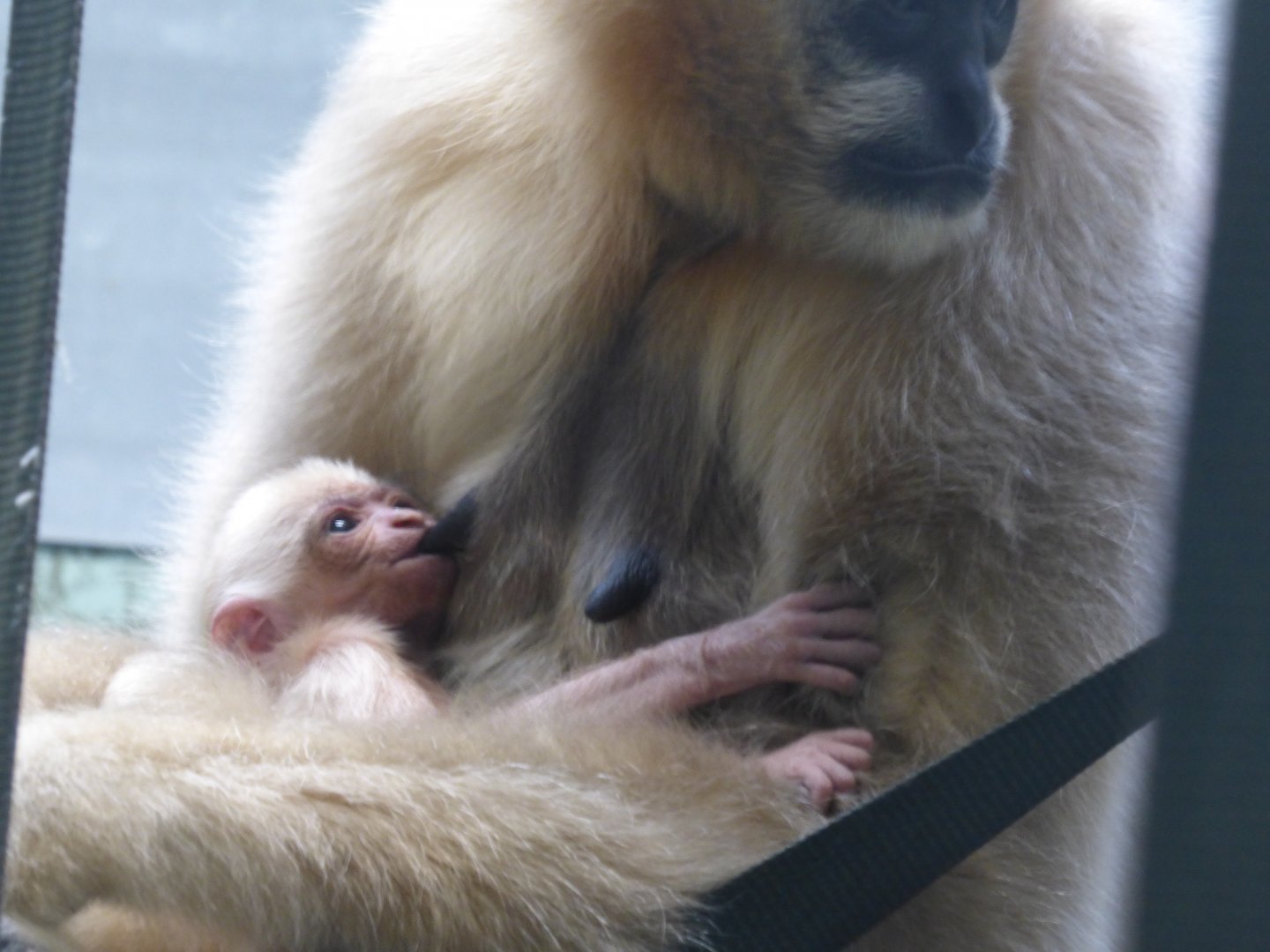 4 day old male Northern White-Cheeked Gibbon