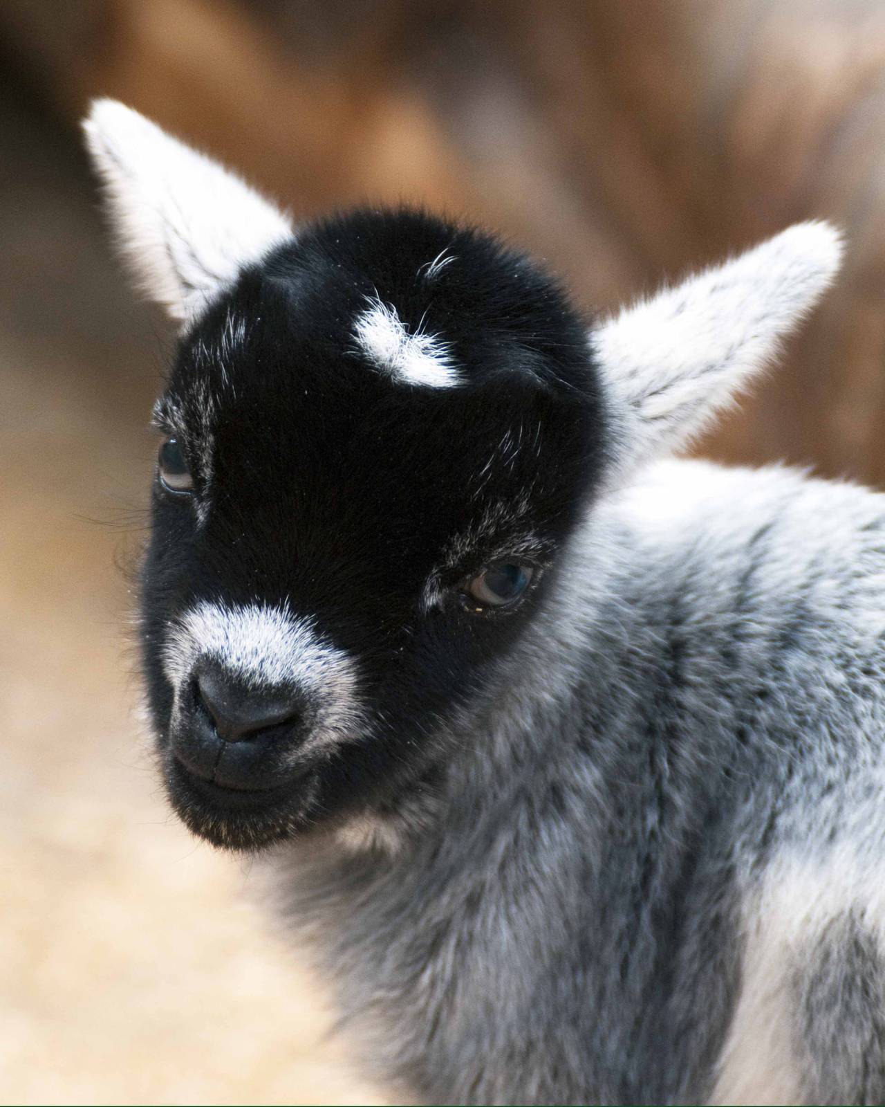4 day old pygmy goat