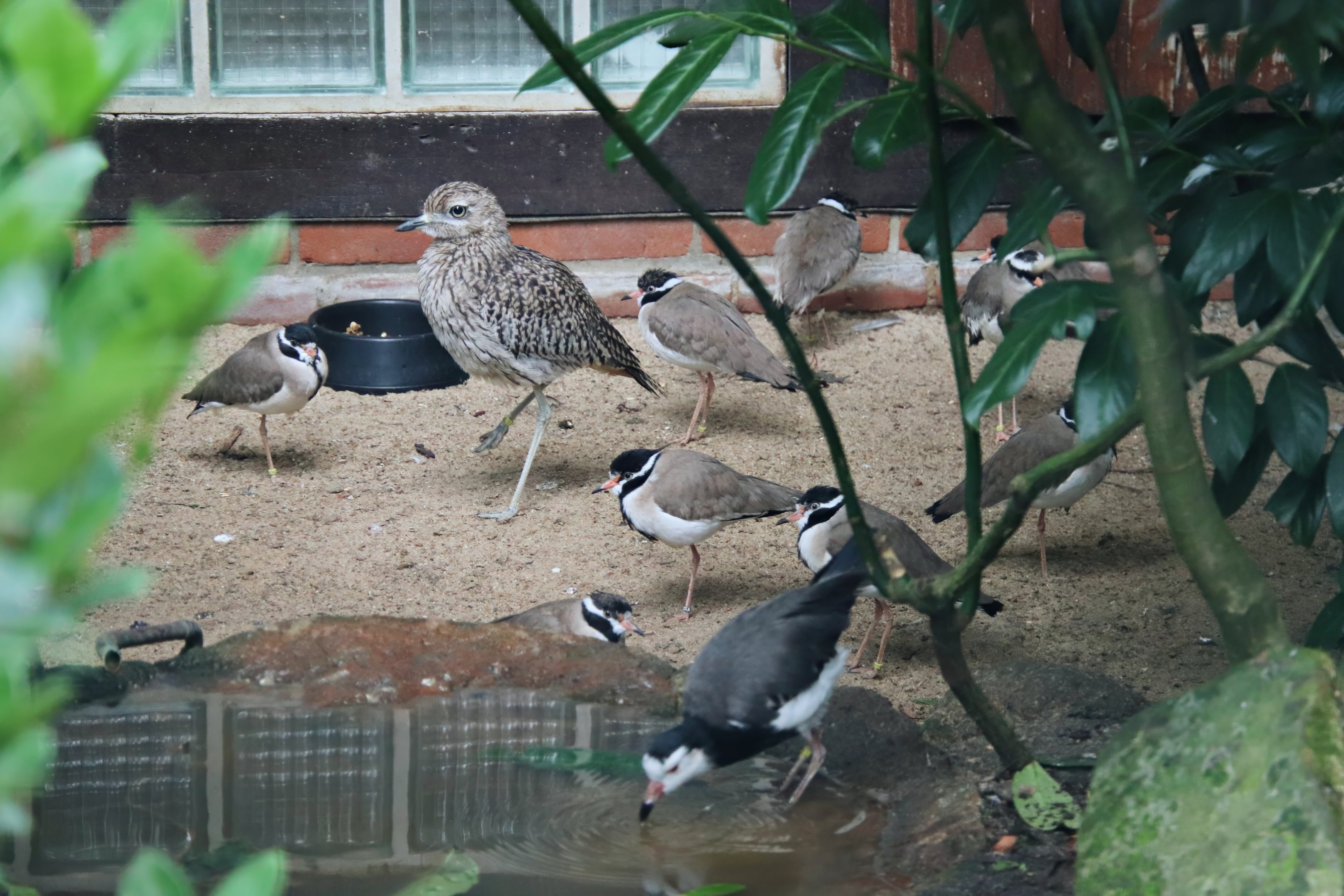 4 different species of Charadriiformes