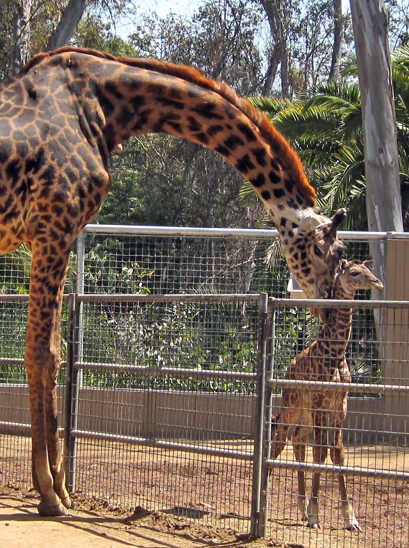 4 hour old - baby masai giraffe