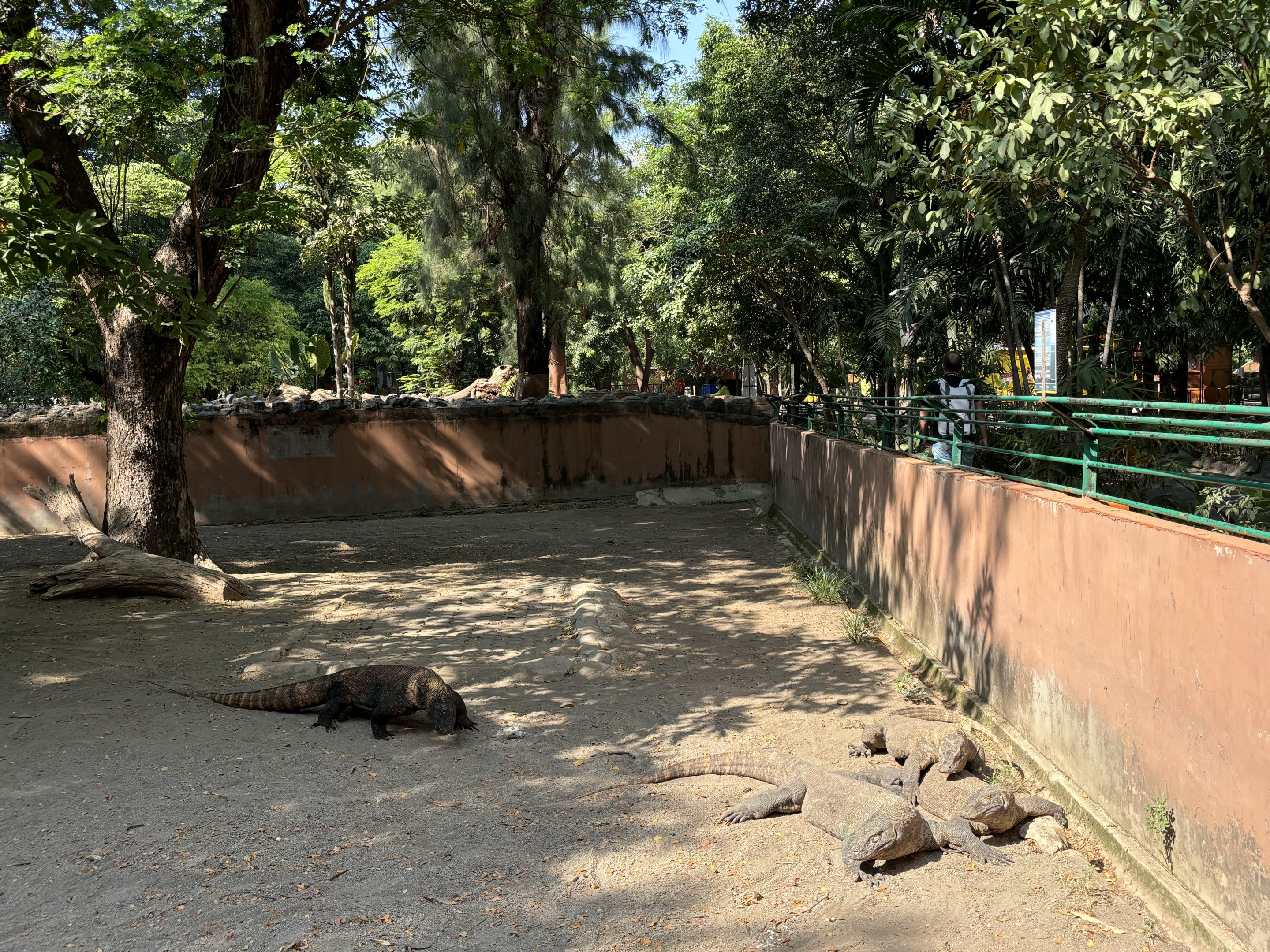 4 Komodo Dragons
