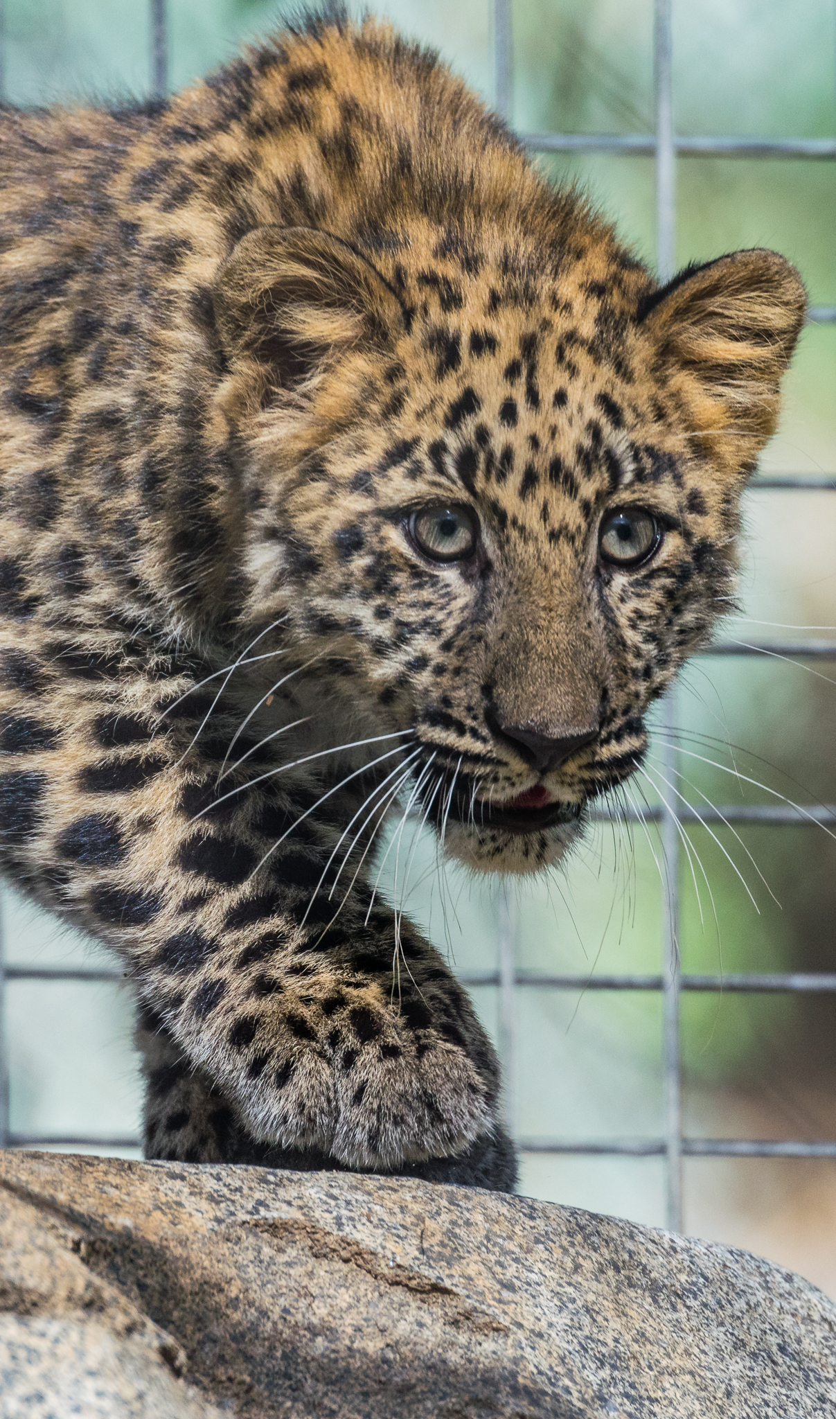 4 month old Amur Leopard