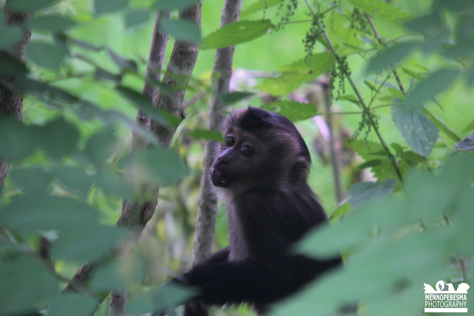 4 month old lion-tailed macaque