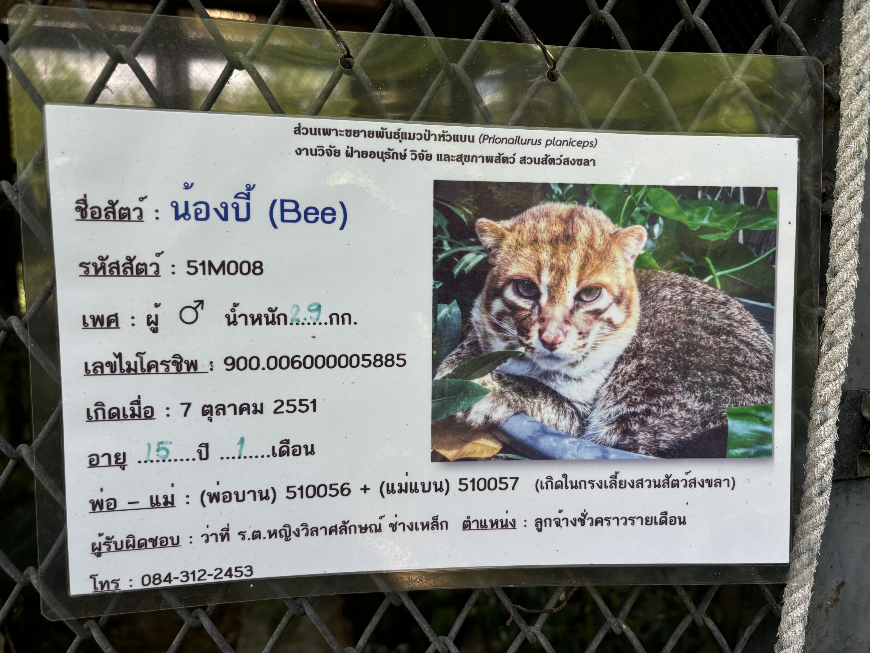 4 of 4 Flat-headed Cats