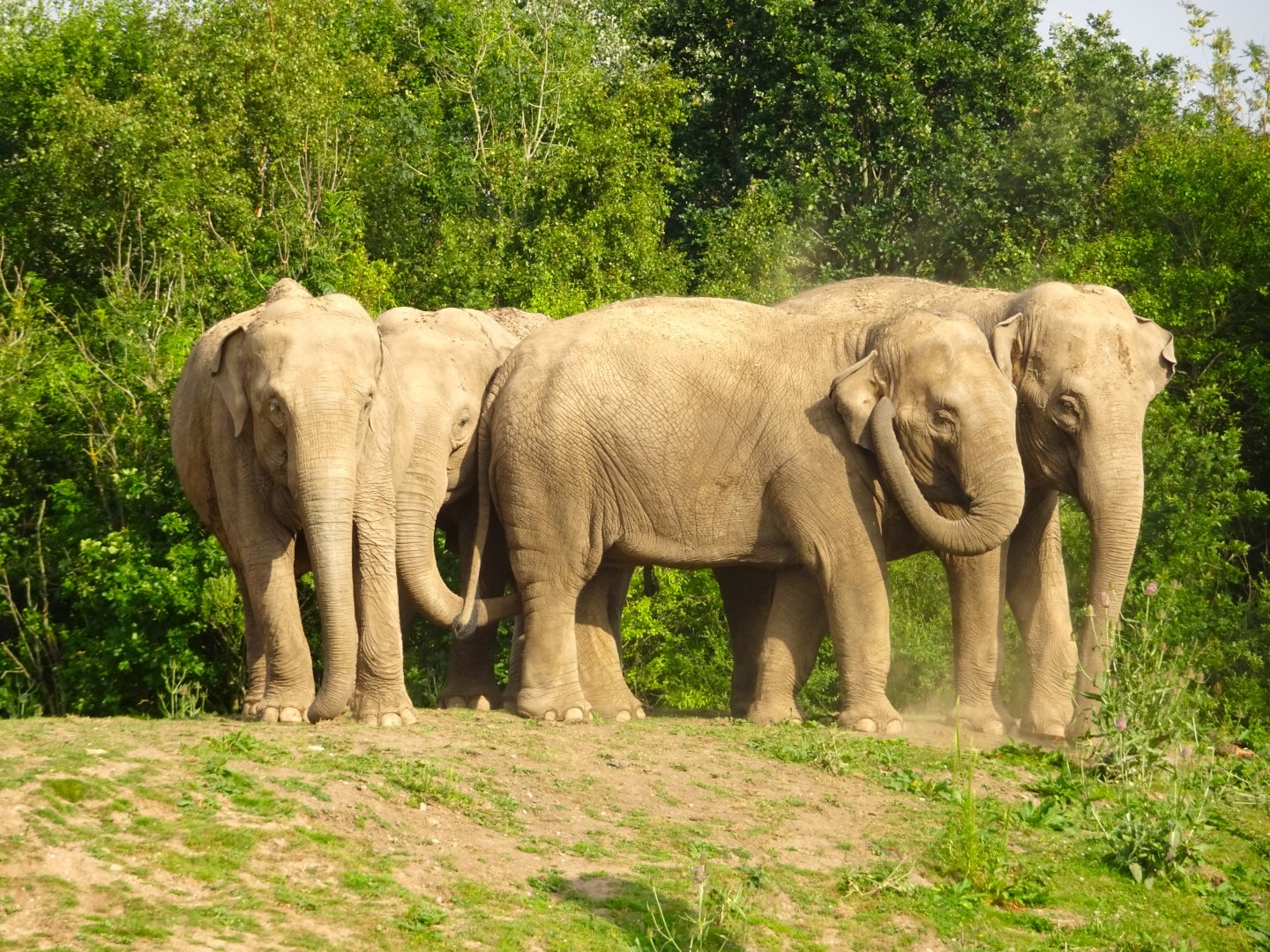 4 of the elephant cows atop the little hill Blackpool Zoo 13 July 2025