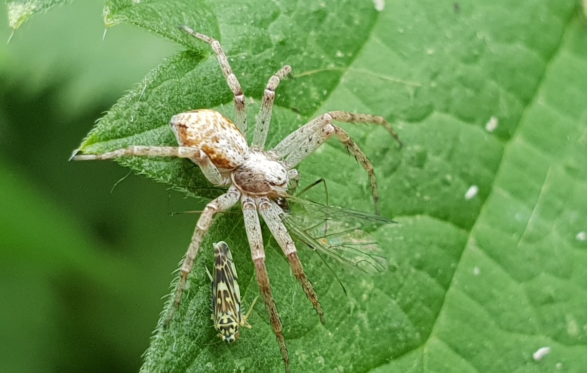 4 species on a squar inch !