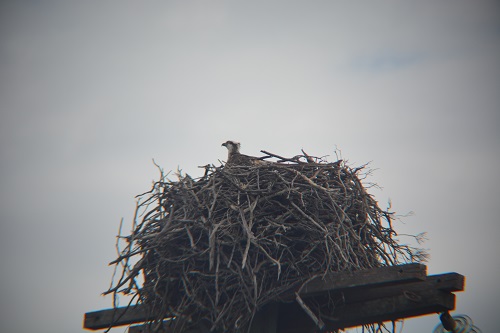 4 year old Osprey nest.