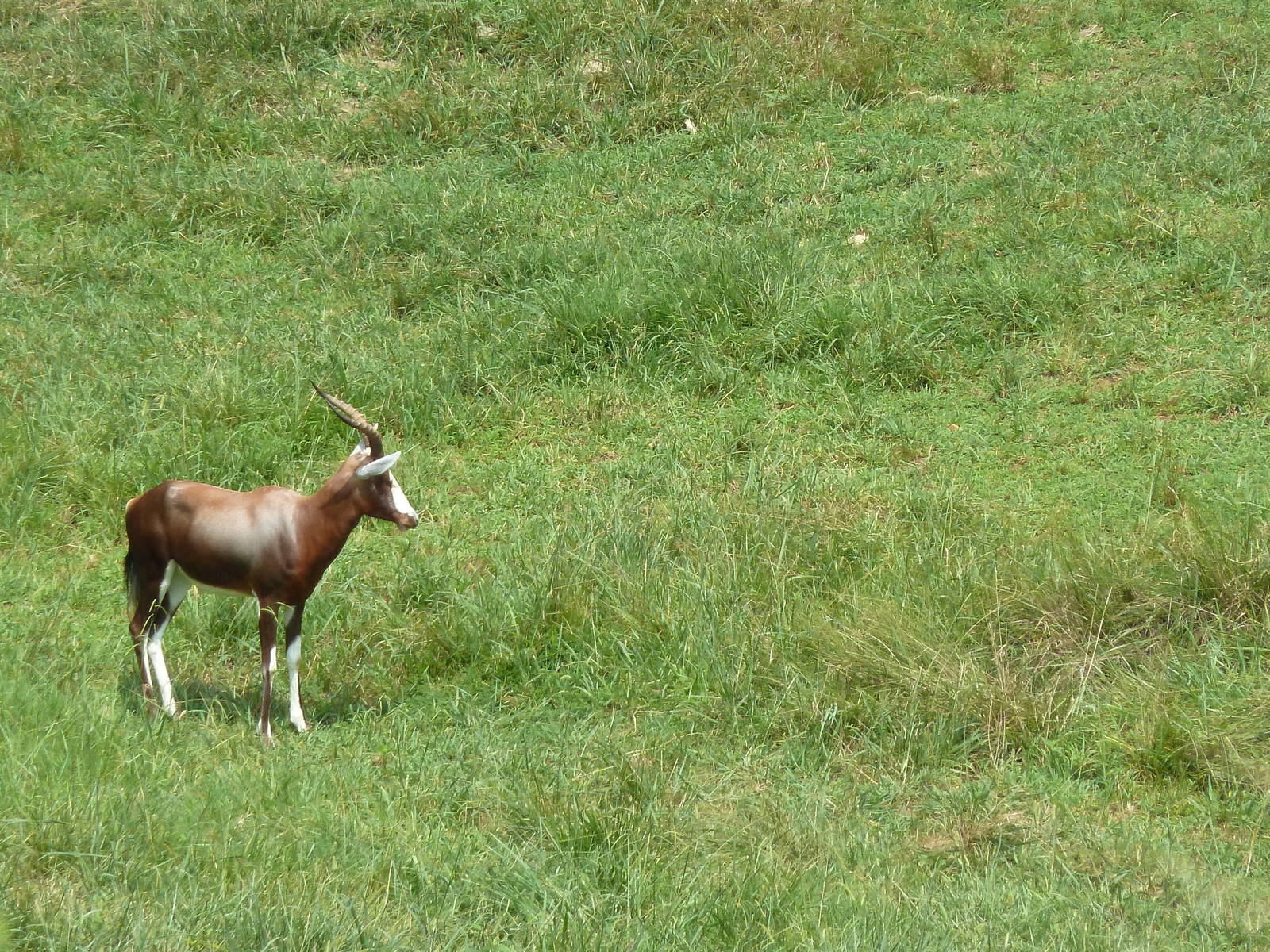 40-Acre Mixed-Species Exhibit - Blesbok