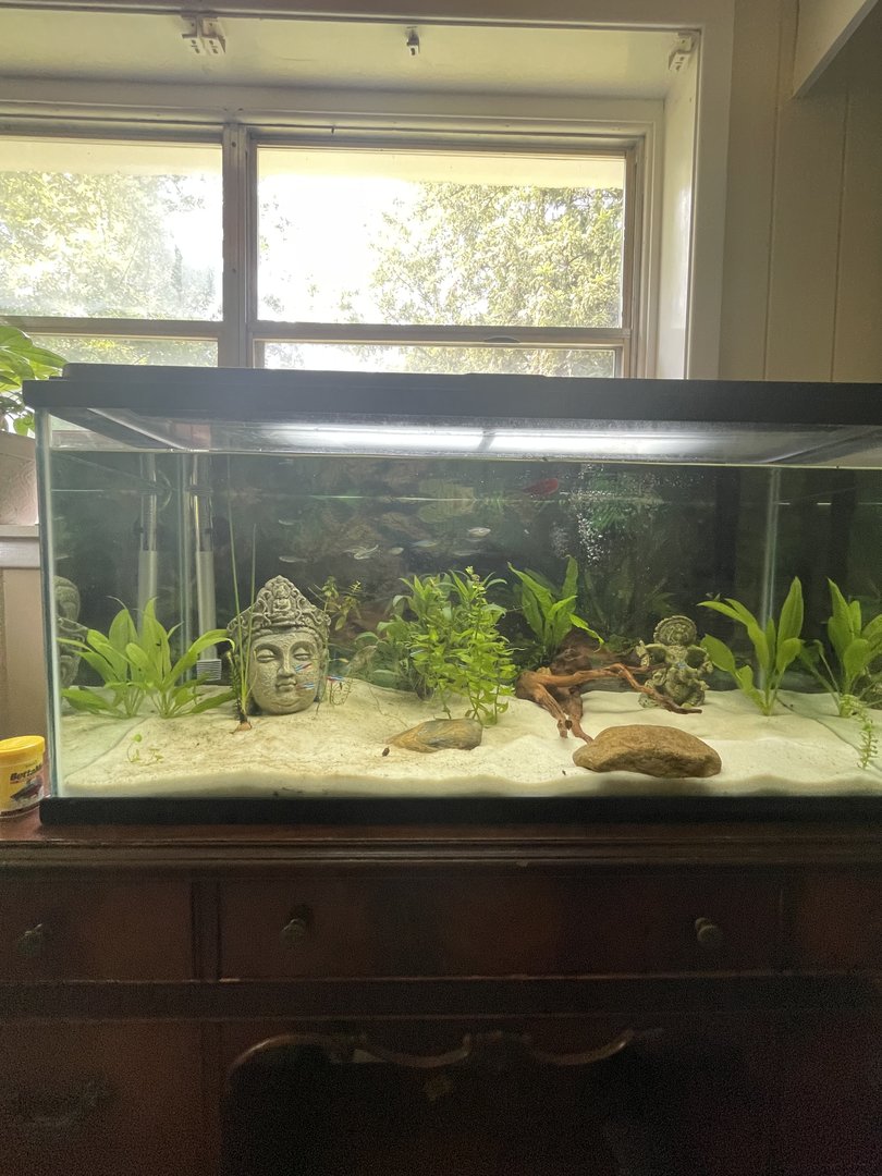 40 gallon aquarium
