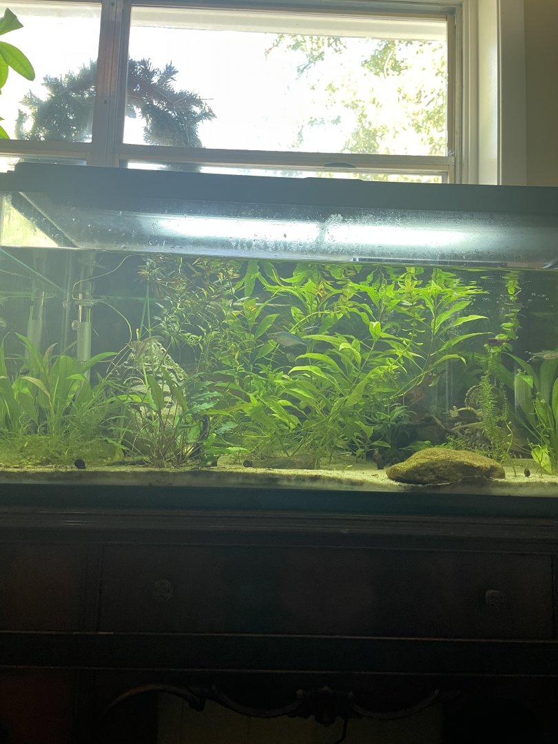 40 gallon community tank
